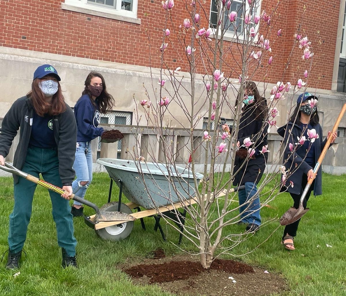 students plant a cherry tree together in the Storrs campus, Arbor Day 2021