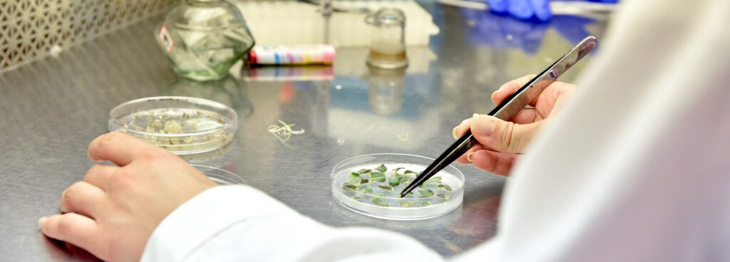 Yi Li of the Department of Plant Science and Landscape Architecture in the College of Agriculture, Health and Natural Resources works with students on turfgrass and tomato research projects in a laboratory on the Depot campus. July 6, 2023. (Jason Sheldon/UConn Photo)