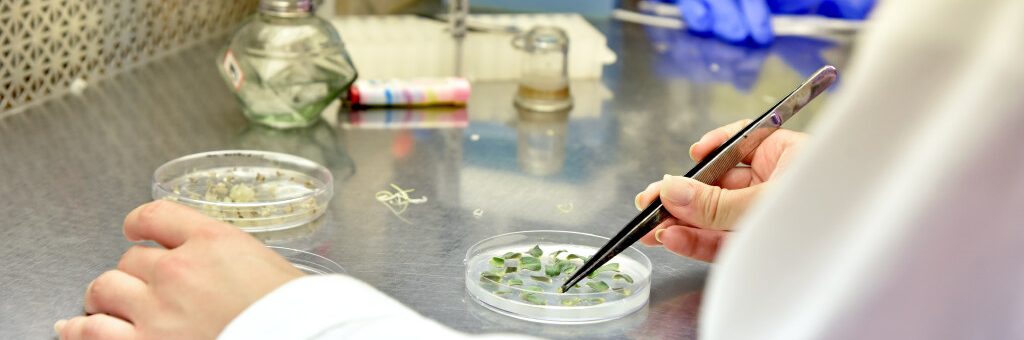 Person using tweezers to handle plant samples in a petri dish on a metallic lab table.