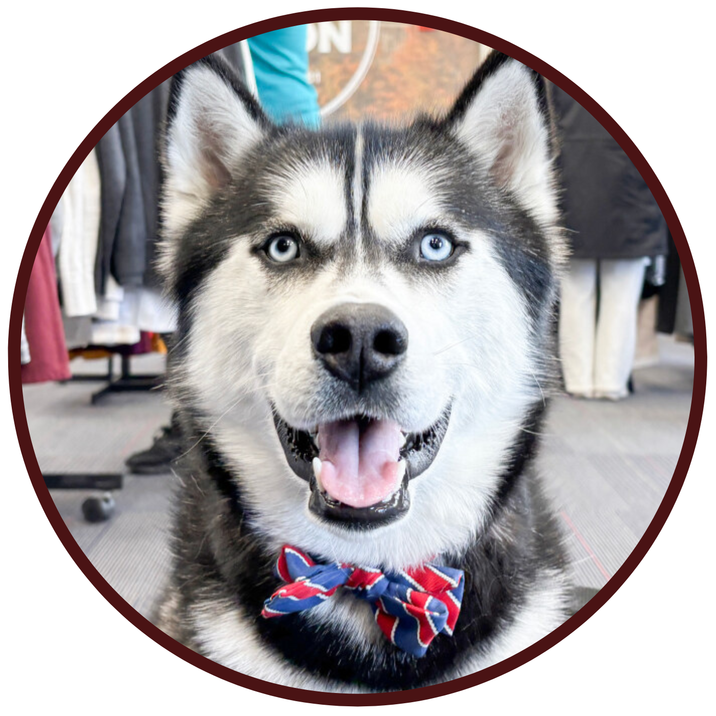 Jonathan the husky wearing a blue and red bowtie