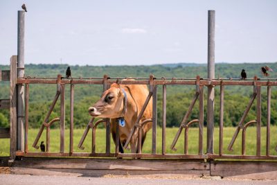 Cow in field