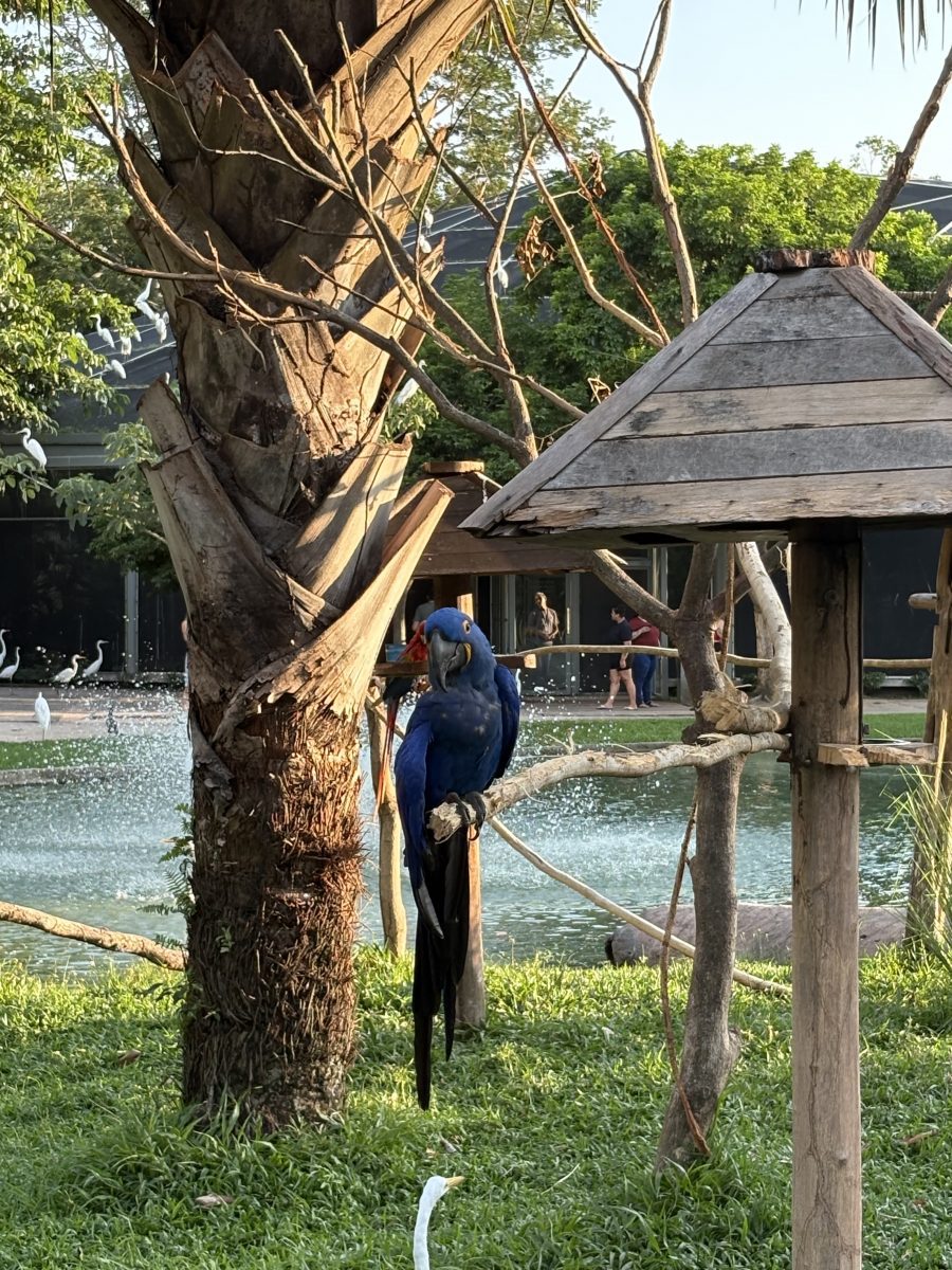 Macaw parrot at an outdoor zoo.