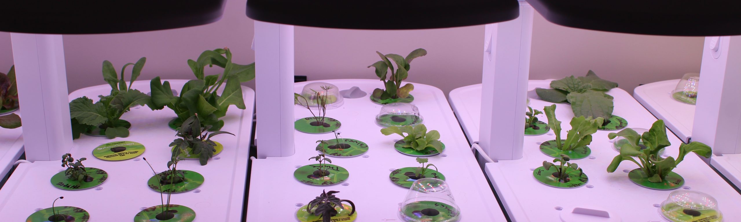 Row of Seeds2Sustain student hydroponic gardens 